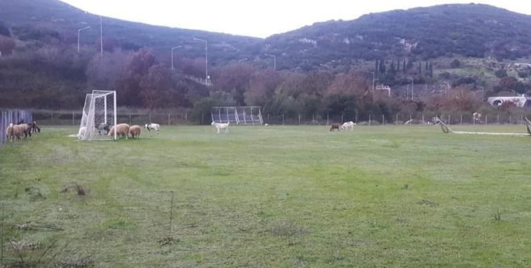 Επικό: Κοπάδι αιγοπροβάτων στην Ηγουμενίτσα έφαγε χλοοτάπητα!