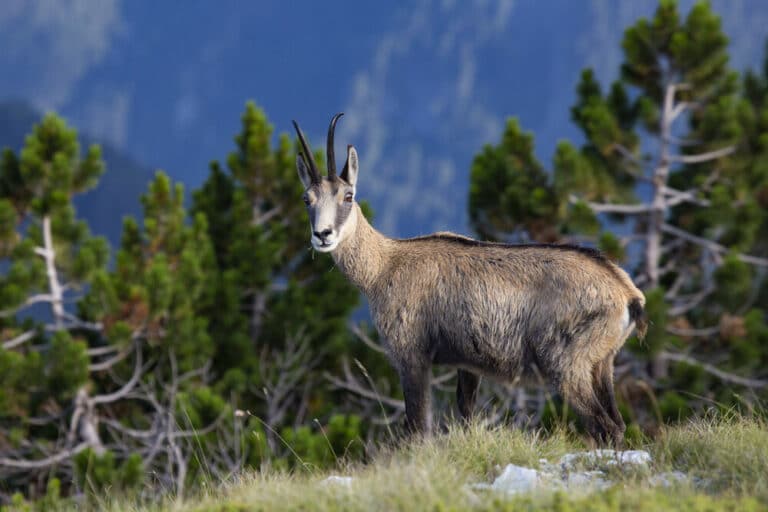Ο Όλυμπος χαρακτηρίστηκε Εθνικό Πάρκο – Τι επιτρέπεται, τι απαγορεύεται και τι αλλάζει