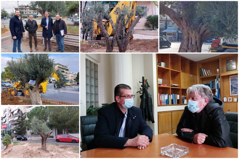 Μεταφυτεύθηκαν έξι συνολικά αιωνόβιες ελιές στο Δήμο Νέας Φιλαδέλφειας – Νέας Χαλκηδόνας